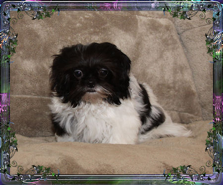 Gigi Tiny little male chinese imperial shih tzu puppies for sale small teacup